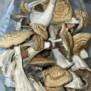 Golden Teacher Mushrooms